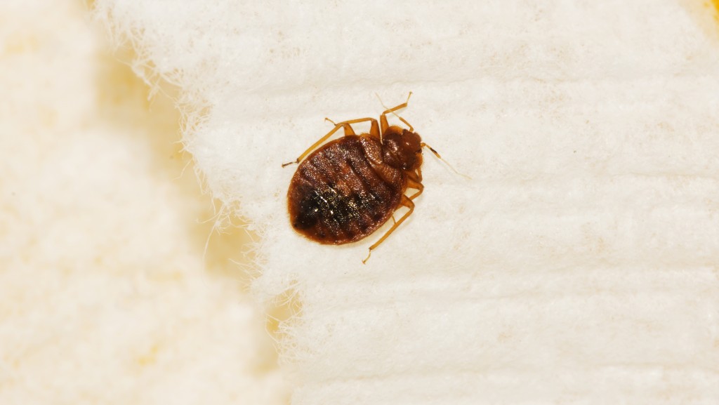 How to Protect Your Home from Bedbugs