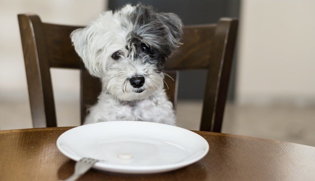 Puppy with plate in front of him