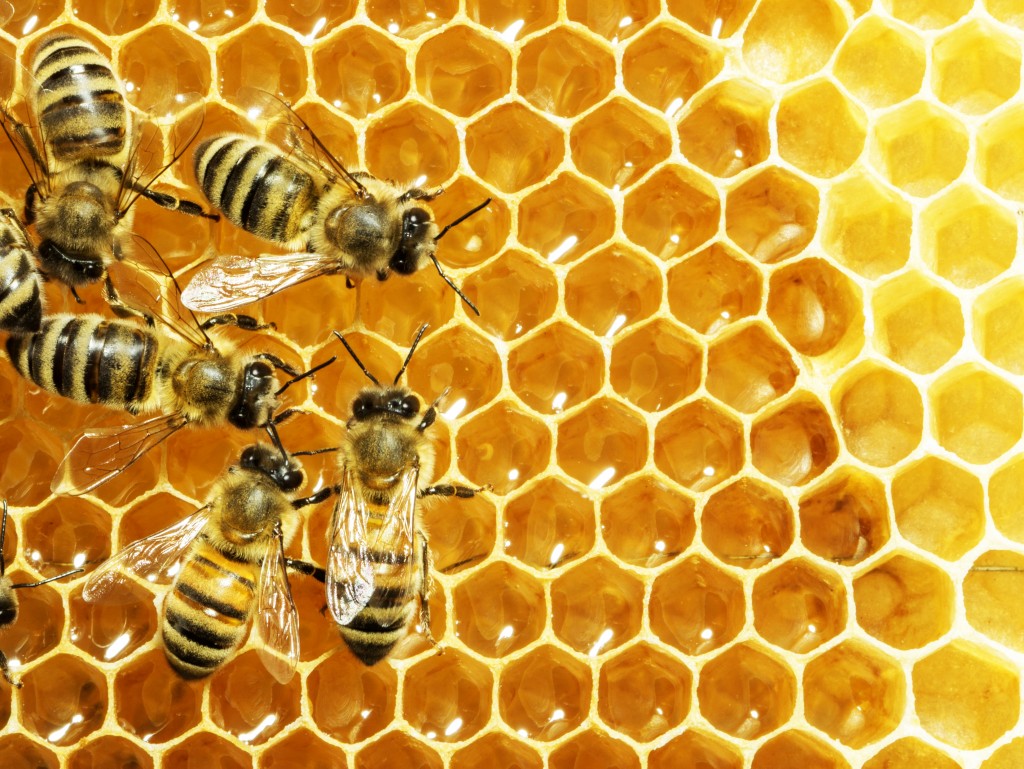 How Modern Design Uses the Honeycomb