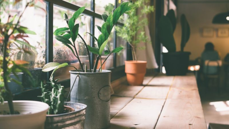 A Guide to Indoor Container Gardening