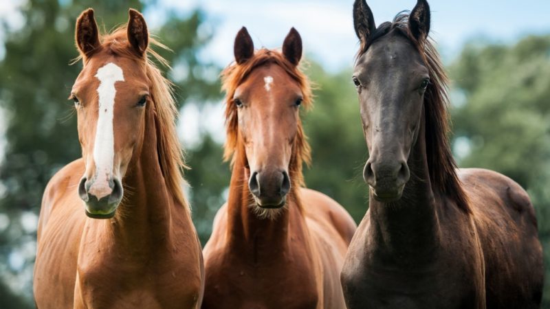 The True Importance of Horse Management