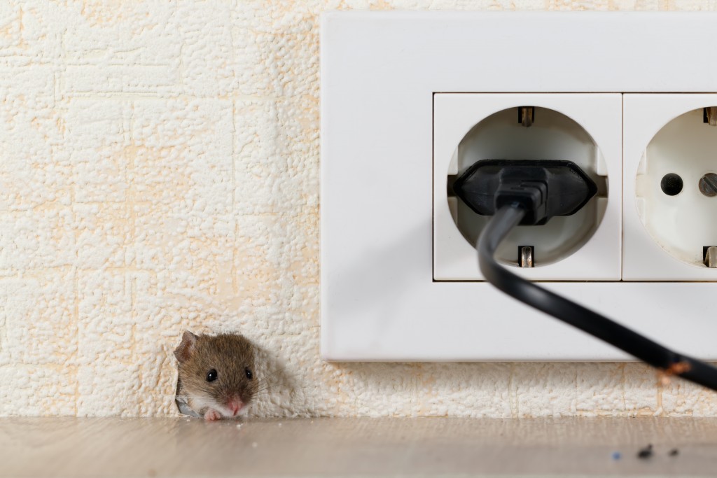 How Will You Know If You Still Have Rodents Inside Your Home?