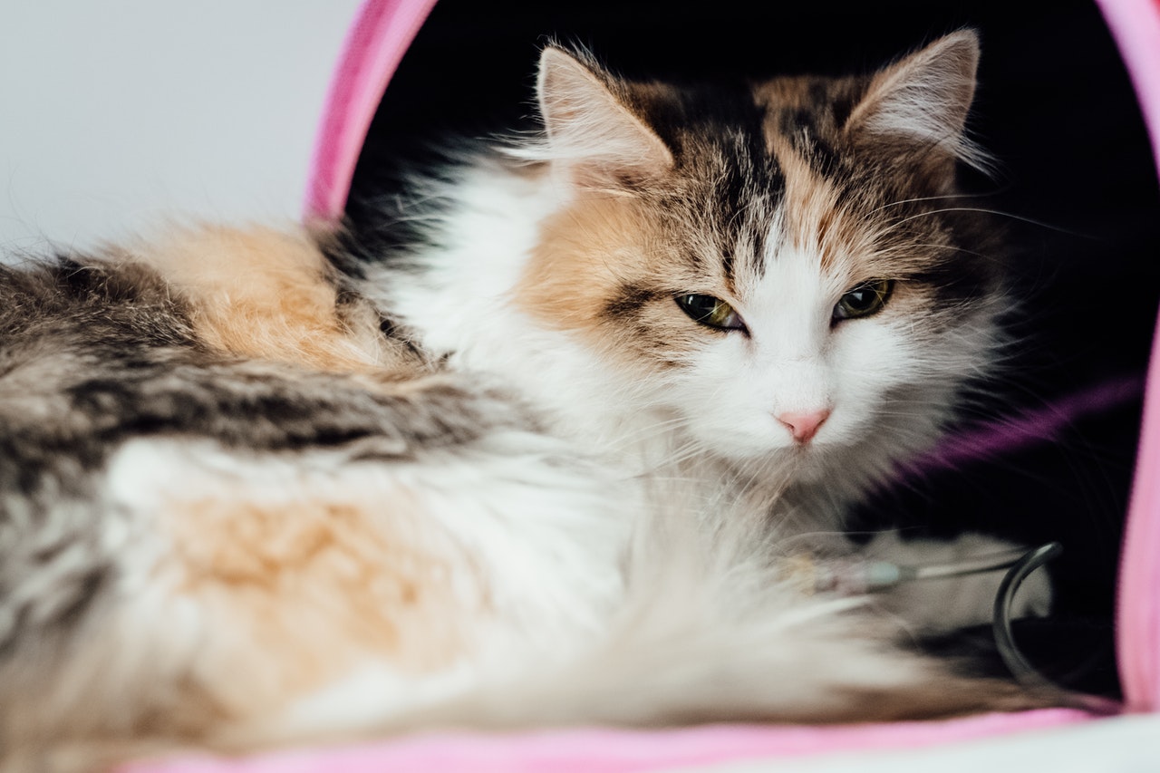 Veterinary Clinic Must-Haves: 4 Things to Prioritize