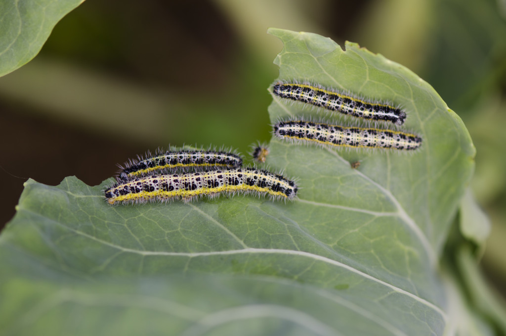 plant pests caterpillars